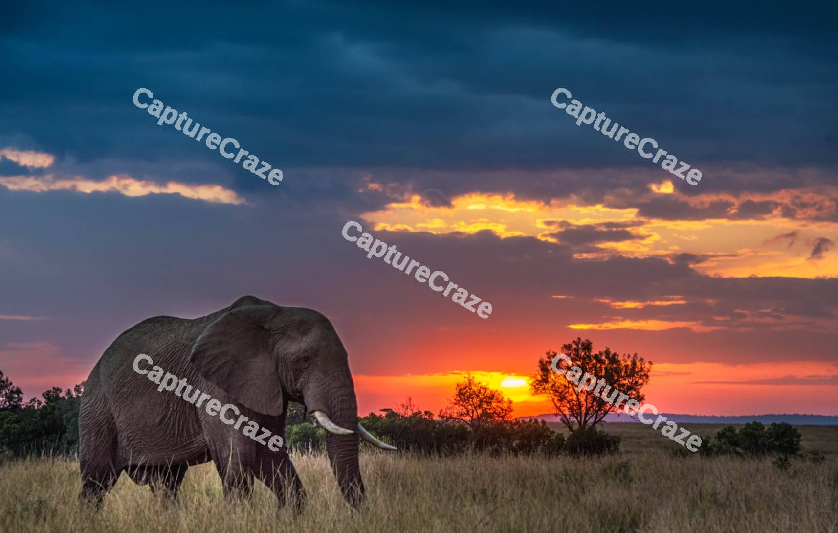Elephant walking with a sunset
